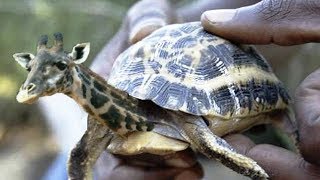 ऐसे विचित्र जानवर जिन्हें विज्ञानिको ने बनाया | Hybrid Animals created by Scientists in Hindi ऐसे विचित्र जानवर जिन्हें विज्ञानिको ने बनाया | Hybrid Animals created by Scientists in Hindi