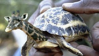 ऐसे विचित्र जानवर जिन्हें विज्ञानिको ने बनाया | Hybrid Animals created by Scientists in Hindi