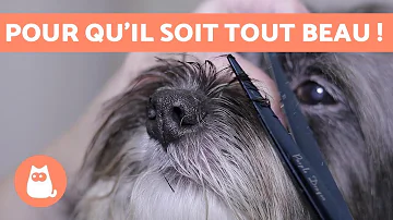 Quand tondre un Shih Tzu ?