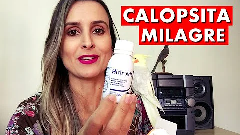 Como aumentar a imunidade de uma calopsita?