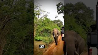 #foryou #shortvideo #shortvide #shorts #short #tval #indiansafari #elephantsafari #elephant #yalasaf