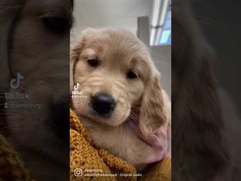 Videó: Szeretlek, szeress a kutyámat: 6 Szabályok az elkötelezett kutyatársakra