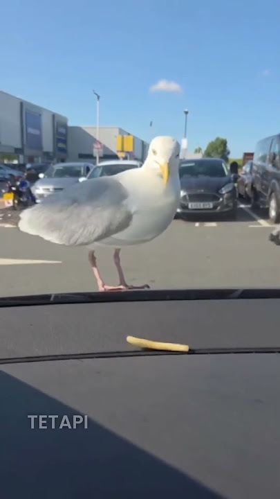 Burung camar menatap dan melakukan hal yang tak dia duga #shorts