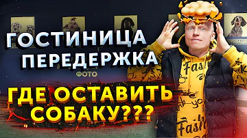 Что такое Гостиница / Передержка для собак | Обзваниваем объявления | Где оставить собаку на отпуске