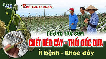 APN - NGỪA SỚM HÉO XANH DƯA BẦU BÍ BẰNG OXY GIÀ | PHÒNG BỆNH HƠN TRỊ BỆNH