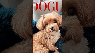 Vogues Annual Dog Cover