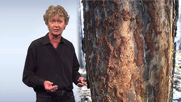 Do trees communicate?