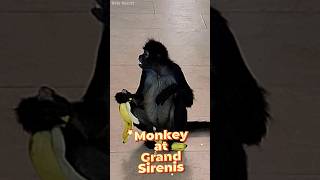 Monkey vs Banan at Grand Sirenis Resort, Mexico #shorts #monkey #travel
Monkey vs Banan at Grand Sirenis Resort, Mexico #shorts #monkey #travel Monkey vs Banan at Grand Sirenis Resort, Mexico #shorts #monkey #travel