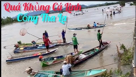 Mùa Nước Nổi Cá Linh Tại Cống Tha La Mỗi Ngày 2 Tấn Cá Linh Hơn 20 Người Vớt Cá Trúng Mánh