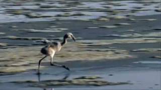 The Crimson Wing Trailer