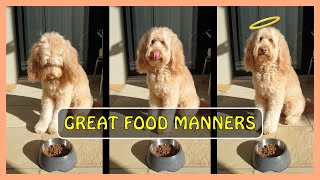 GREAT DOG FOOD MANNERS | How I trained my Goldendoodle