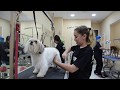 Entrevista a Jesica - Peluquera Canina - Academia Victoria