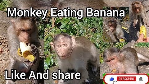 Monkey Eating Banana #manga #monkeyeating #monkey #bandar #monkeyvideo #monkeys #cuteanimals #viral