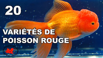 Quel est le nom des poissons rouges ?