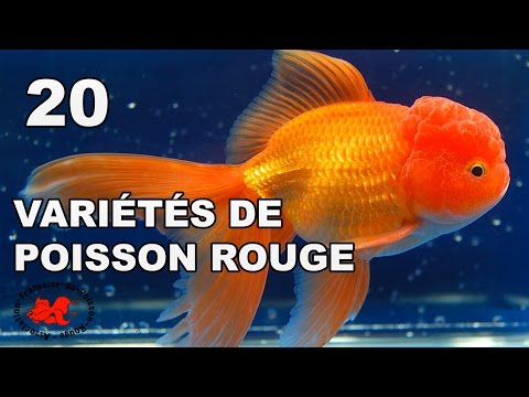Vidéo: Variétés de poissons. Variétés de poisson rouge