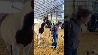 Most Hilarious Horse Fails &amp; Funny Moments 2026#FarmAnimals #HorseLife #DerpHorses