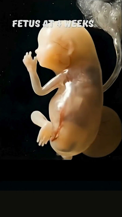 What Happens in Week 4 of Pregnancy | Baby in the Womb
