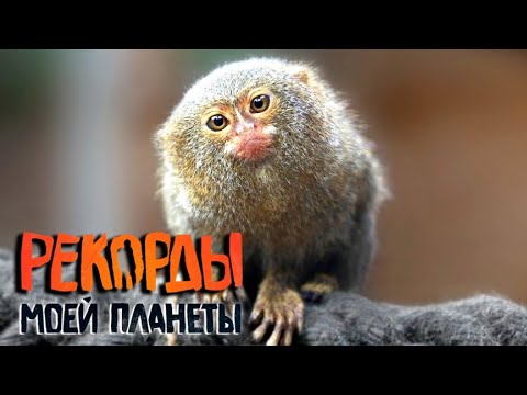 Топ крошечных животных.
