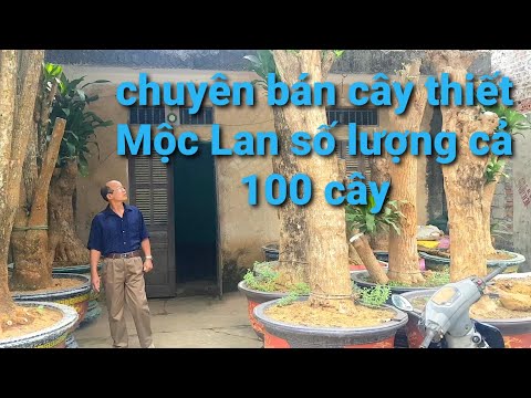 Bán cây Thiết Mộc Lan số lượng cả 100 cây đủ loại kích thước nhé Sđt 0984874909