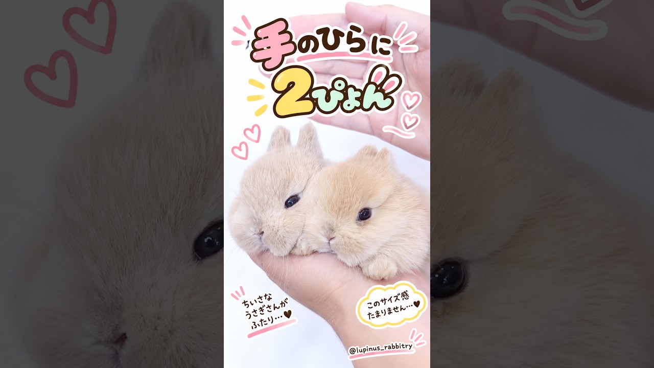 手のひらに2ぴょん!? 今だけのちっちゃすぎる奇跡🐇🐇💕 - YouTube