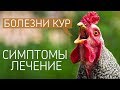 САМЫЕ ЧАСТЫЕ БОЛЕЗНИ У КУР: симптомы и лечение куриных заболеваний! (Ветеринар Павел Шкурманов)