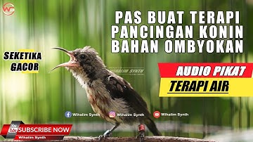 KOLIBRI ANAKAN GACOR ! COCOK UNTUK TERAPI PANCINGAN KONIN PAS BUAT BAHAN OMBYOKAN KONIN KURANG GACOR