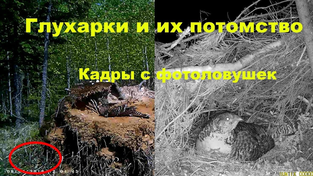 Каполуха. Ловушки для глухарей тетеревов. Галечник для глухаря. Галичник порхалище для глухаря. Порхалище галечники.