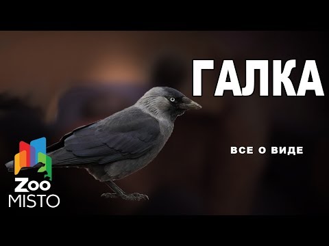 Галка - Все о  семейства врановых | Галка род вороны