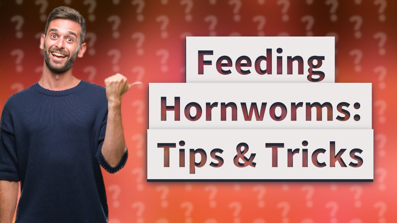 What can I feed hornworms to keep them alive? YouTube
