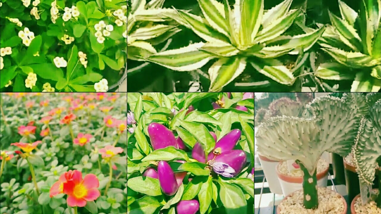 Nursery Near Me, buying more plants to add to my garden ⚘🌵🌹 YouTube