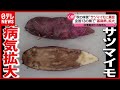 全国１３の県で「基腐病」が拡大  サツマイモがピンチ(2021年7月19日放送「news every.」より)
