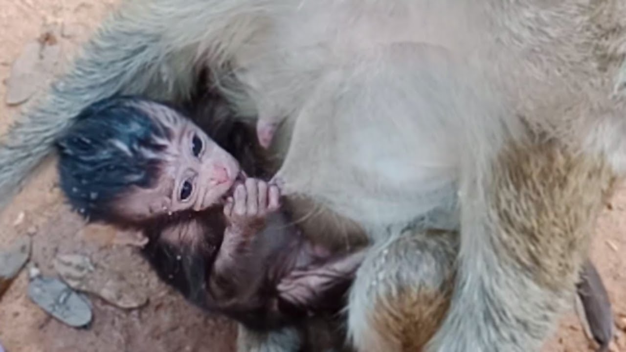 So pity Lori coz Amari has no milk for poor  newborn baby Lori.