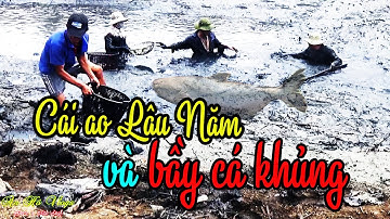 Tát ao lâu năm bắt toàn cá khủng | An Hồ Vlogs