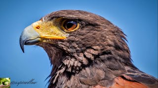 HARD hawk sounds to scare Birds||kuşları korkutmak için şahin sesleri #aspicwillow