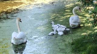 Vigilant swan dad fends off an intruder