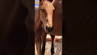 This is my mums colt 🫶🏻 #cute #horse #cutefoals #makemefamous