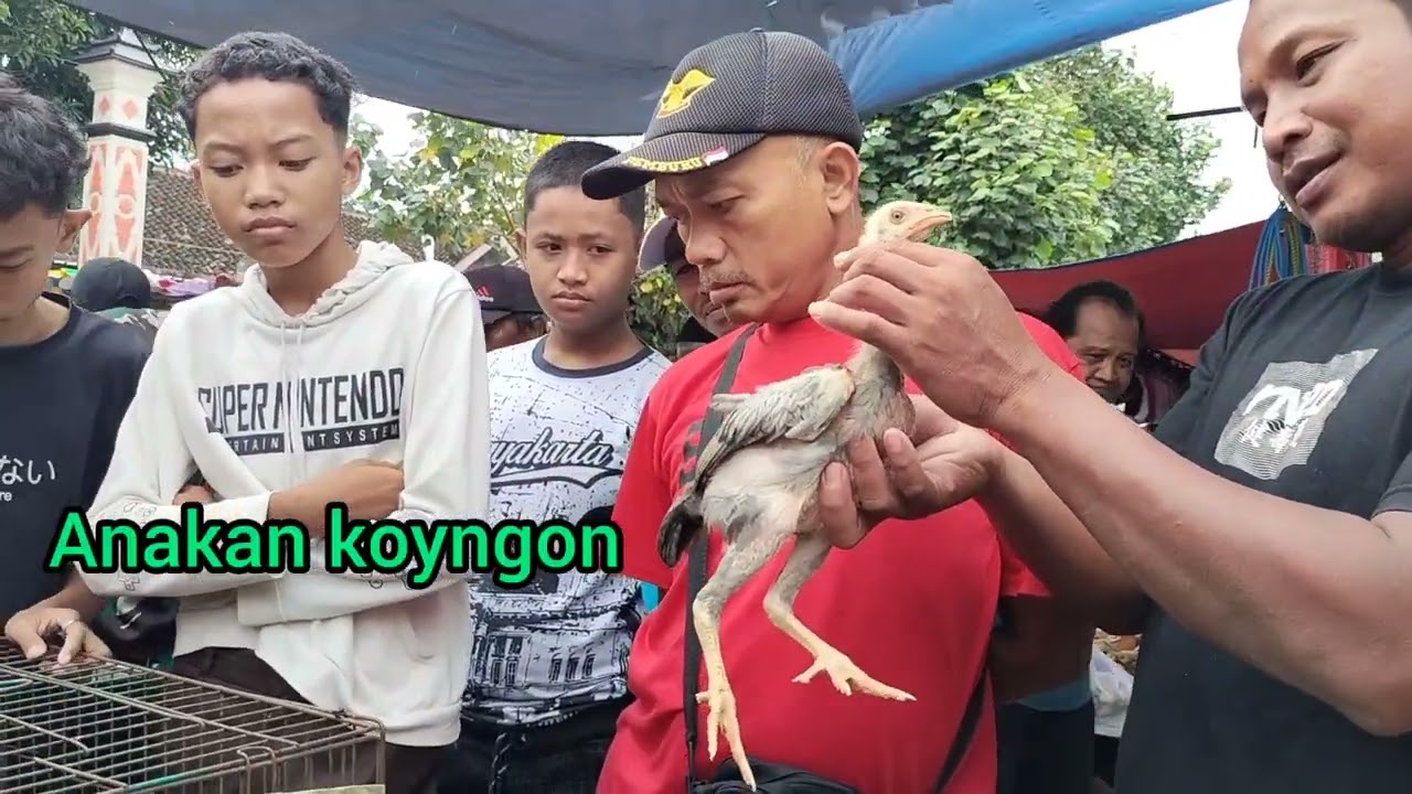 Walau hujan tetep beli anakan pakoy mangon mas Pramono 