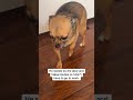 Funny Chihuahua Fakes Injury So Mom Won T Leave Funny Chihuahua Fakes Injury So Mom Won T Leave