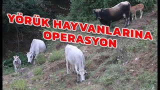 BOZ IRK OPERASYONU-Yalova'da yerleşim sahalarına inen sahipsiz büyükbaş hayvanlar sorununa el atıldı Resimi