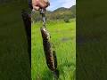 Hunt #fishing #explore #snakeheadfishing