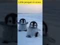 cute little penguin#penguin #cute#shorts #explore