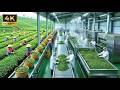 The Black Tea Processing Factory You’ve Never Seen Before