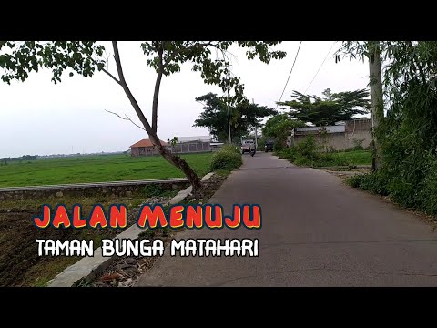 Akses Jalan Menuju Taman Bunga Matahari Linggar Kec. Rancaekek Bandung (Jawa Barat)