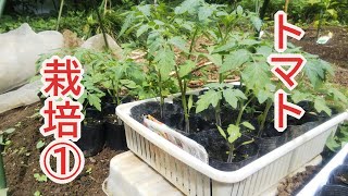 ミニトマトの栽培タネまきから植え付けまで