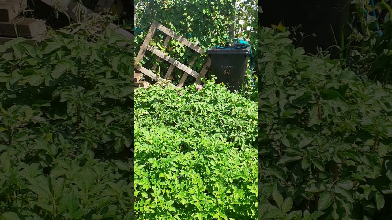 Allotment update June 2020