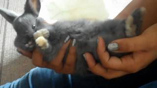 Dramatic Look Baby Bunny