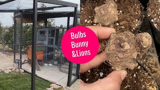 Planting Caladium Bulbs, Outdoor Bunny Enclosure Updates &amp; Mountain Lions? Outdoor Adventure