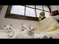 寒さ対策 寒い子猫部屋にDIY簡単二重窓で電気代節約ポカポカ！