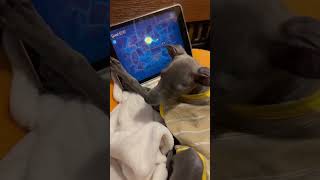 Smart Little Greyhound Playing a Game  #dog #iggydog #doglover #italiangreyhound #pet #dogs