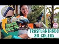 TRASPLANTANDO CACTUS Cómo lo hago│Candy Bu